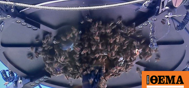 Απίστευτο περιστατικό στο Indian Wells - Σμήνος μελισσών διάκοψε τον αγώνα του Αλκαράθ με τον Ζβέρεφ