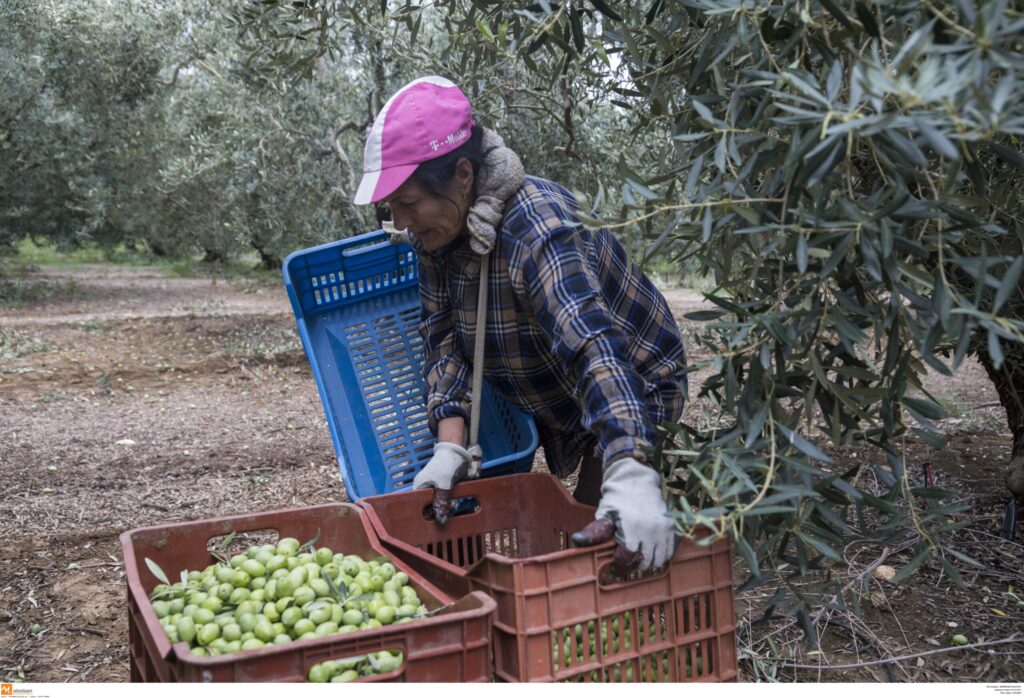 Ο βαρύς χειμώνας της γεωργίας: Σε ύφεση από το 2022!