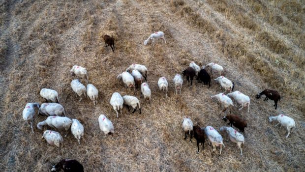 Κτηνοτρόφοι: Έρχεται η πρώτη διορθωτική σε χιλιάδες δικαιούχους με μικρότερο βοσκότοπο σε Κρήτη και άλλες περιοχές