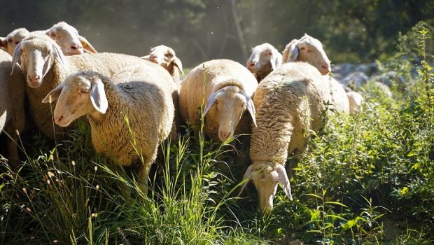 Προσφεύγουν στη δικαιοσύνη για τα δασικά οι αγροτοκτηνοτρόφοι