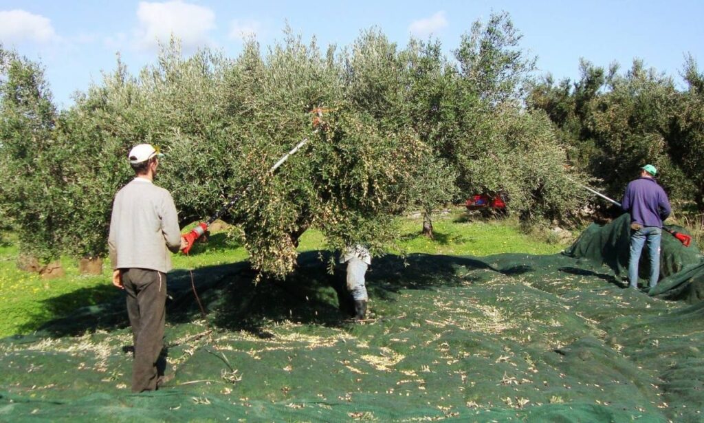 ΥΠΑΑΤ: Πρώτη φορά πολυετής σχεδιασμός για την προμήθεια των υλικών δακοκτονίας για τριετία ώστε να μην κινδυνέψει η ελαιοπαραγωγή