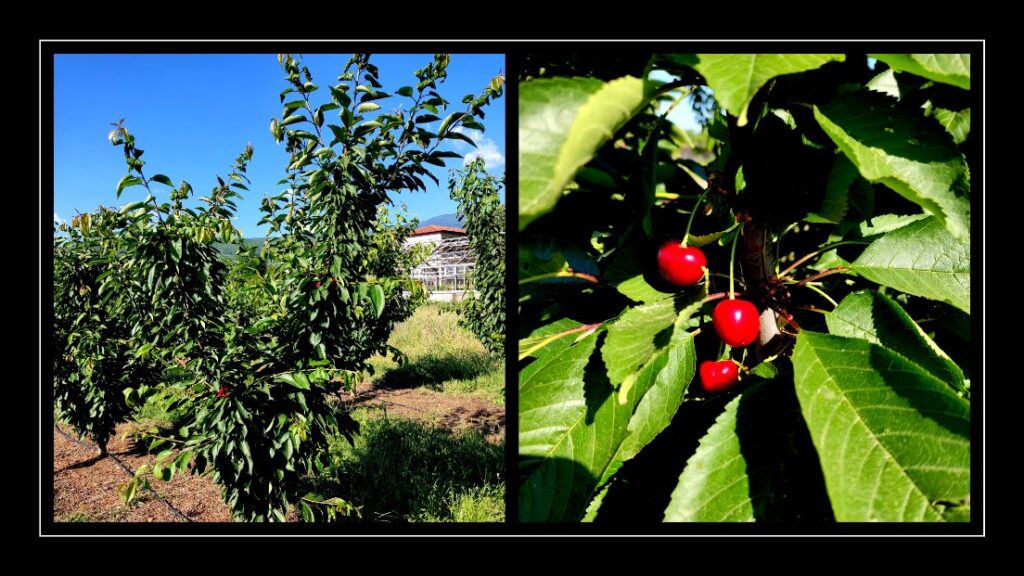 Προχωρά η γενετική βελτίωση φυτικών ειδών μέσω Ειδικού Προγράμματος Γεωργικής Έρευνας του ΕΛΓΟ-ΔΗΜΗΤΡΑ
