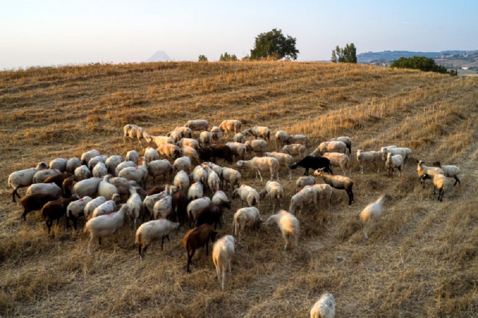 Έρχεται η πρόσκληση για τις εξισωτικές – Στα 12,2 ευρώ/στρέμμα για ορεινές