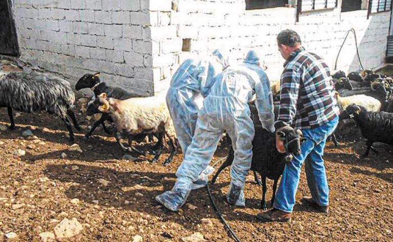 Συνεχίζονται σε 16 σταθμούς σε όλη την Κρήτη οι απολυμάνσεις στο πλαίσιο των προληπτικών μέτρων για την ευλογιά του προβάτου