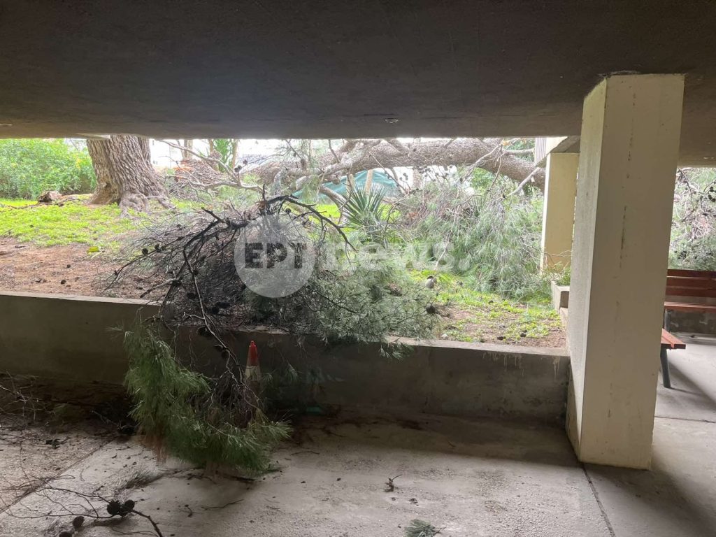 Πτώση πεύκου 25 μέτρων σε κήπο πολυκατοικίας στην Αγία Παρασκευή – Οι ένοικοι νόμιζαν ότι έγινε σεισμός