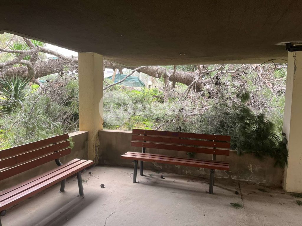 Πτώση πεύκου 25 μέτρων σε κήπο πολυκατοικίας στην Αγία Παρασκευή – Οι ένοικοι νόμιζαν ότι έγινε σεισμός