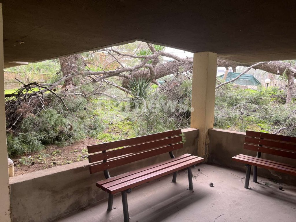 Πτώση πεύκου 25 μέτρων σε κήπο πολυκατοικίας στην Αγία Παρασκευή – Οι ένοικοι νόμιζαν ότι έγινε σεισμός