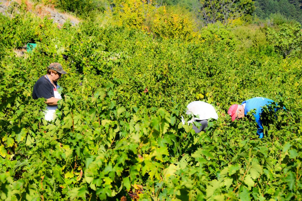 Οι τοπικοί συνεταιρισμοί πυλώνες οικονομίας και αρωγοί του τουρισμού – Η επιτυχία του ΕΟΣ Σάμου