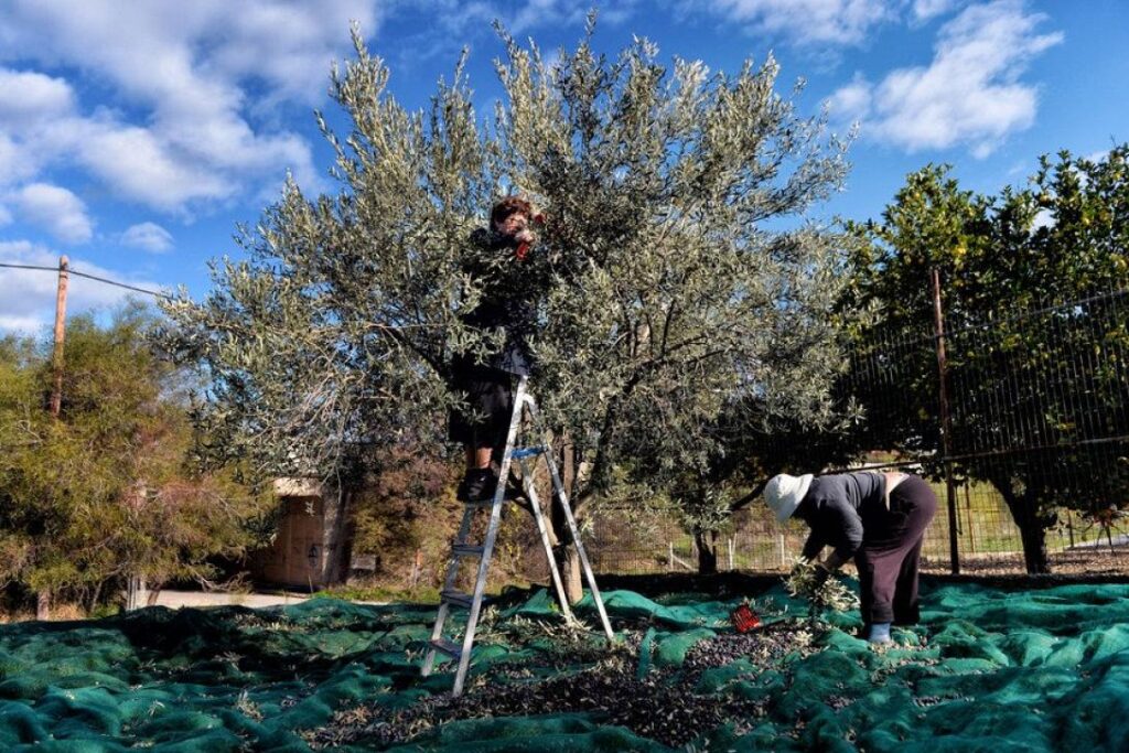Έως 1.000 ευρώ το στρέμμα για φύτευση ελιάς μέσω των Σχεδίων, επιδότηση ως 60%