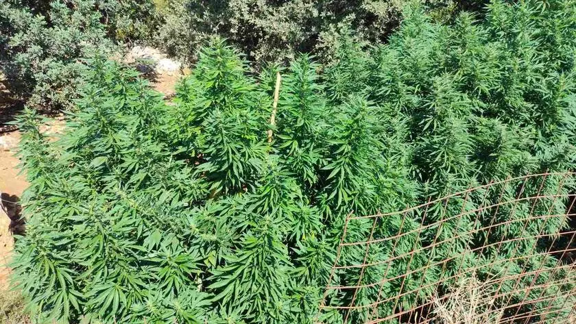 12 φυτείες, 114 δενδρύλλια κάνναβης έως… 3 μέτρα και 2 συλλήψεις