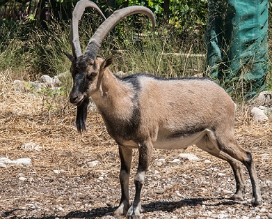 Καταγγελία ότι σκότωσαν και έψησαν Κρι-Κρι στο φαράγγι της Σαμαριάς, έρευνα από την εισαγγελία